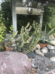 Euphorbia