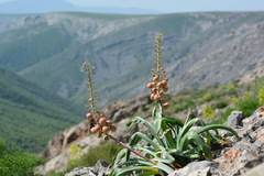 Eremurus lactiflorus