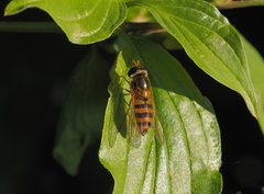 Epistrophe melanostoma