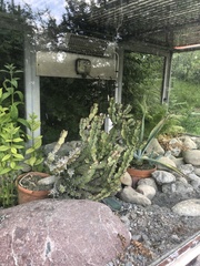 Euphorbia