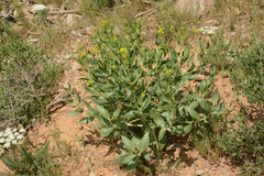 Haplophyllum latifolium