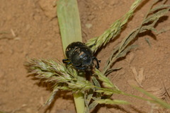 Lethrus tuberculifrons