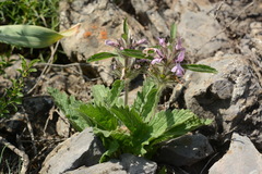 Phlomoides boraldaica