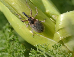 Lixus probus