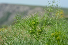 Prangos equisetoides