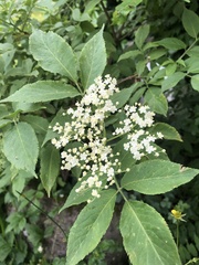 Sambucus nigra
