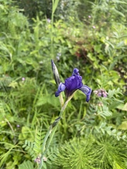 Iris