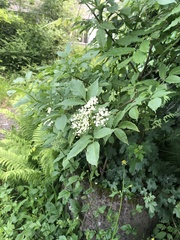 Sambucus nigra