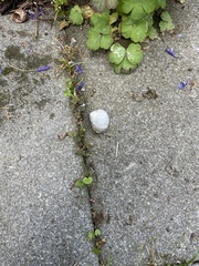 Helix pomatia