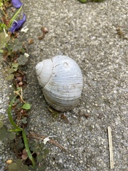 Helix pomatia