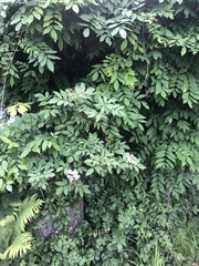 Sambucus nigra