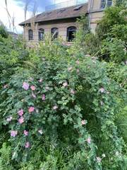 Rosa