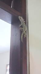 Gekko gecko