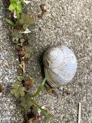 Helix pomatia