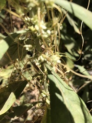 Cuscuta subinclusa