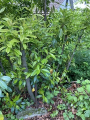 Magnoliopsida