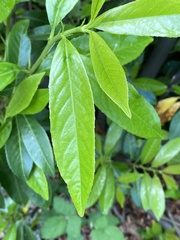 Magnoliopsida