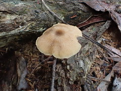 Entoloma readiae
