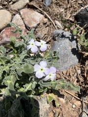 Matthiola tricuspidata