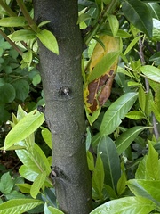 Magnoliopsida