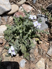 Matthiola tricuspidata