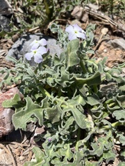Matthiola tricuspidata