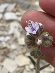 Phacelia rafaelensis