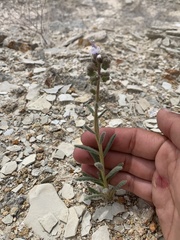 Phacelia rafaelensis