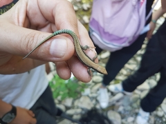 Iberolacerta monticola