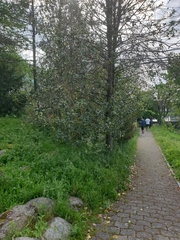 Magnoliopsida