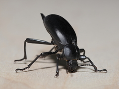Blaps lusitanica