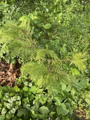 Chamaecyparis lawsoniana