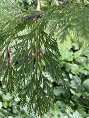 Chamaecyparis lawsoniana