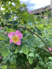 Rosa