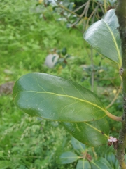 Magnoliopsida