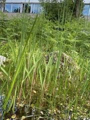 Typha angustifolia