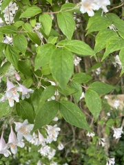 Kolkwitzia