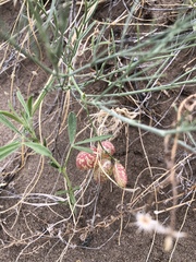 Astragalus ceramicus