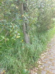 Ilex aquifolium