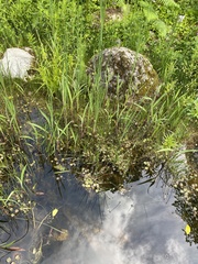 Typha angustifolia