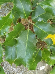 Ilex aquifolium