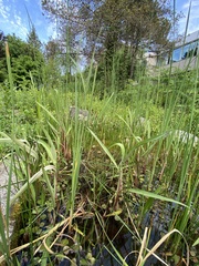 Typha angustifolia