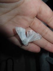 Spilosoma vestalis