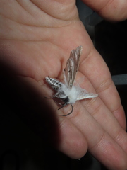 Spilosoma vestalis