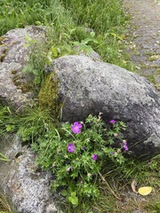 Geranium