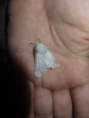 Spilosoma vestalis