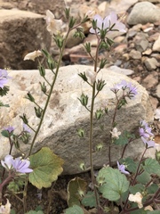 Phacelia longipes