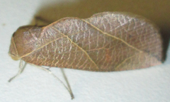 Arcyophora longivalvis