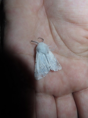 Spilosoma vestalis
