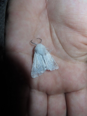 Spilosoma vestalis